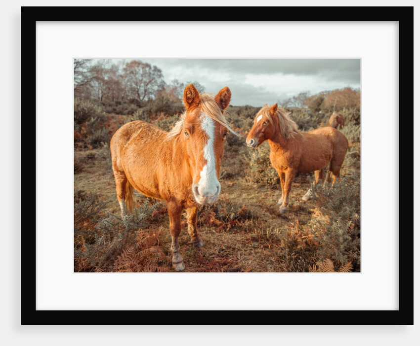 Horses in forest by Assaf Frank